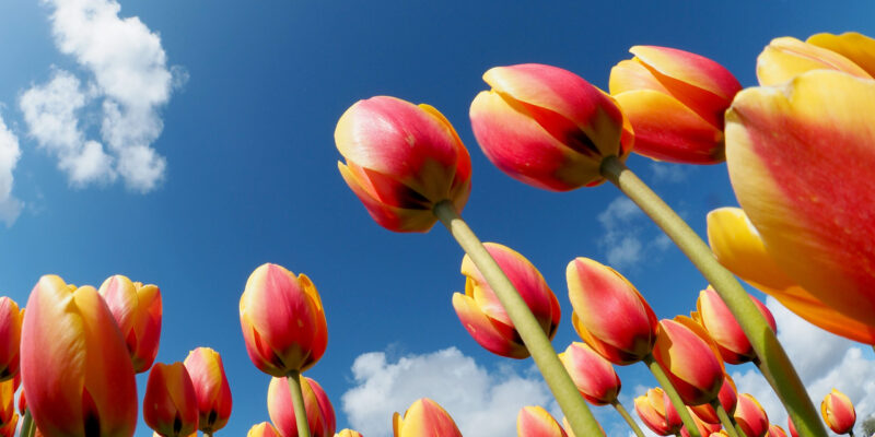 tulpen-pascal-van-de-vendel-spiegel-crop